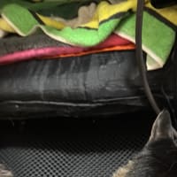 くろめ撫で撫で