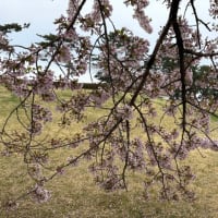散り始め&葉桜