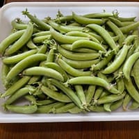 パプリカを植え付けました(^^)/ (5月20日)