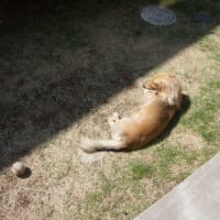 日向ぼっこ
