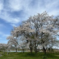 西の湖の桜