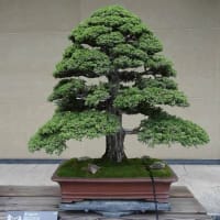 ドキュメント72時間・・身体均整法という整体、療術(その３)の付録