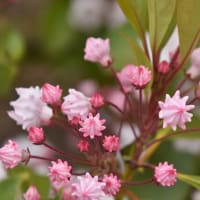 ７月７日、信州の七夕は、月遅れですが・・