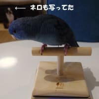 サングラスのレンズがなくなりました