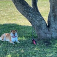 柴犬『ひのき』マジ、気持ちいいんですけど