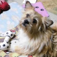 愛犬エミリーです彼氏探してます