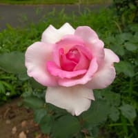 日比谷公園の花々　３