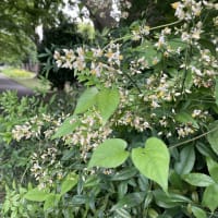 南天の花