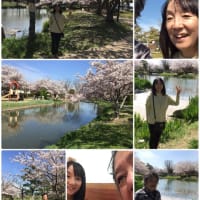 ◇ 桜〜松前、、