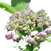 暑い、６月もおわりかあ～