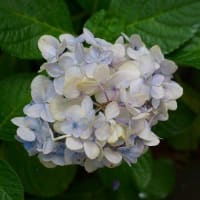 ホンアジサイ　ウズアジサイ