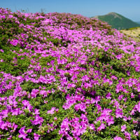 くじゅうのミヤマキリシマを手軽（足軽）に楽しめる山歩き
