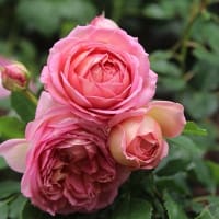 雨風が酷かったけどよく散らなかったな～🌹