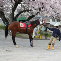 2016笠松競馬の馬と桜と。