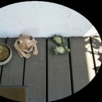  癒されて・・・。