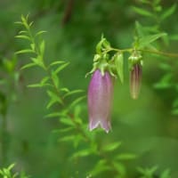 イシダテホタルブクロ　徳島県　矮生種　鉢植えに向いています