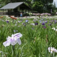 再掲；みちのくの夏2016　～ 長井のあやめ公園 ～