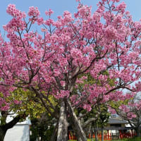 お客様から頂いたご感想 vol.284♪♪　不思議なエッセンスで日常を快適に♪♪