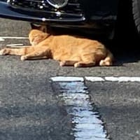 朝ウォーキングの風景。令和7年6月20日。シロちゃんが丸くなる。