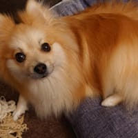 引率の先生になる