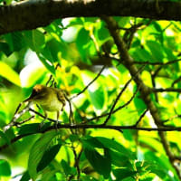 野鳥撮影に行ったけど・・・