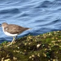 06/12探鳥記録写真：遠賀川河口の鳥たち（イソシギ、カワウの飛翔、）
