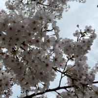 桜🌸　お花見