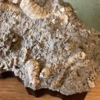 古代の化石