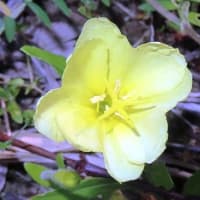 大和川・右岸・山之内公園まで