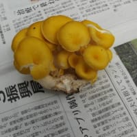 タモギ茸有りました！！