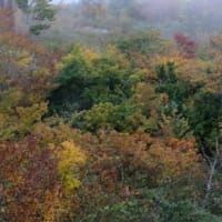 リフトから 流れる景色 写す秋　「白馬五竜高山植物園」