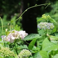 秋吉台と紫陽花