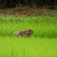 雨が降る前に散歩♥️