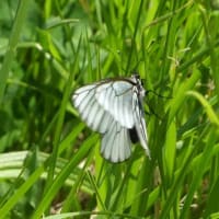 河川敷　散歩・・・