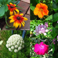 - ６月の植物たち ② -