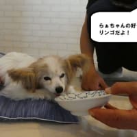 ぷくのご飯がお気に入り？