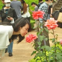 旧古河庭園　春バラフェスティバル