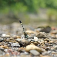 午後からは河川と湿地へ