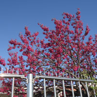 寒緋桜、カンヒザクラ、鹿浜都市農業公園