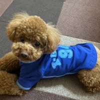 手術前最後の仕事、病院で説明
