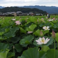 飛鳥の「小山集落散策」