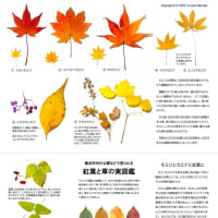横浜市内で見られる紅葉と草の実図鑑