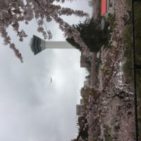 函館 五稜郭公園の桜