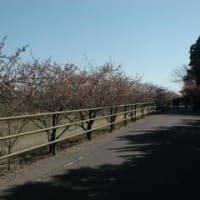 御前崎　浜岡砂丘の河津桜