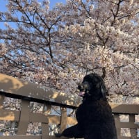 ご近所花見🌸