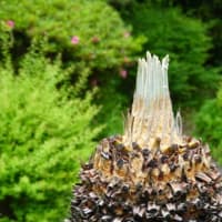 花と緑の振興センター／仏壇は義弟宅へ