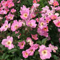 花言葉もバラバラ🌹