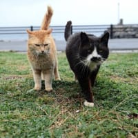 九州D島の猫たち　2025年4月　その1