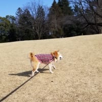 クリンへの想いは尽きなくて・・・319