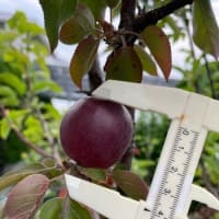 摘果りんごを使って・・・　&　嬉しいいただき物です＾＾